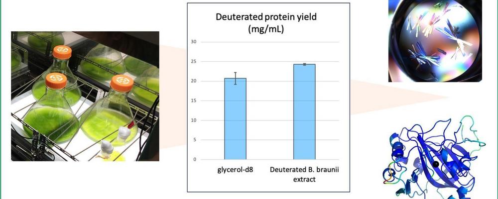 collage for deuteration article. photo of algae cultures, diagram of protein yield, and photo of protein crystals