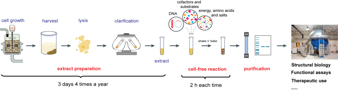 Schematic overview of CFPS workflow and applications.