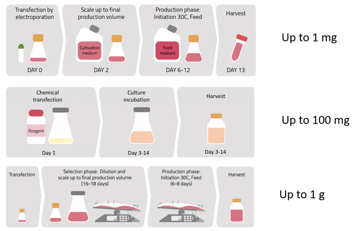 Mammalian Cells