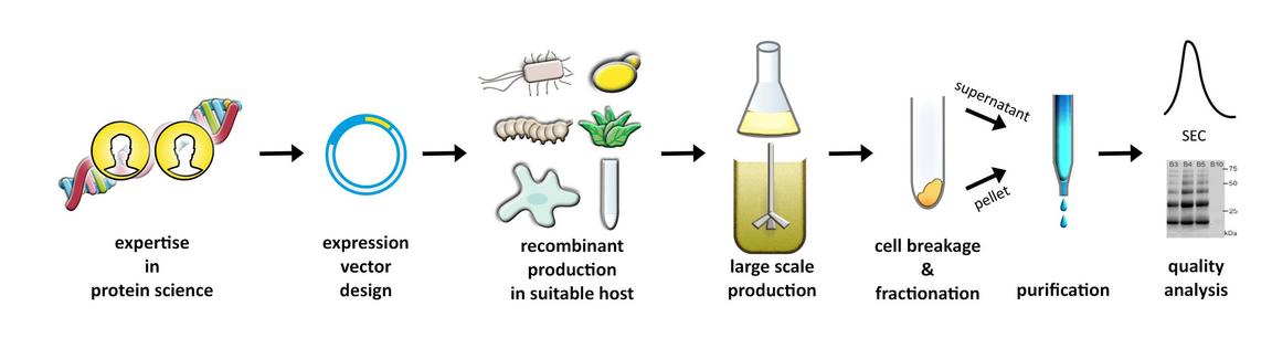 Production steps